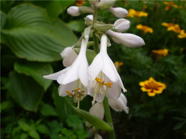 hosta